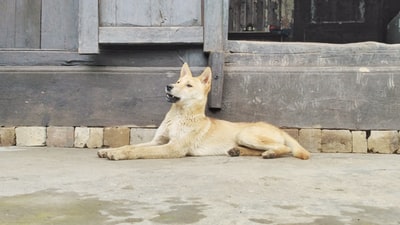 宠物狗躺在地板上
